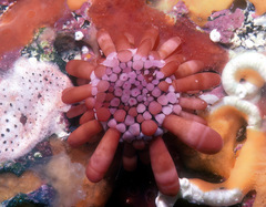 Heterocentrotus mamillatus