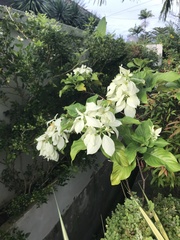 Mussaenda philippica