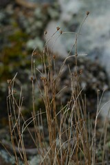 Oreojuncus trifidus