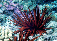 Heterocentrotus mamillatus