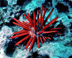 Heterocentrotus mamillatus