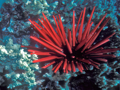Heterocentrotus mamillatus
