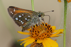 Hesperia woodgatei