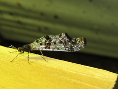 Periclystus circuiter