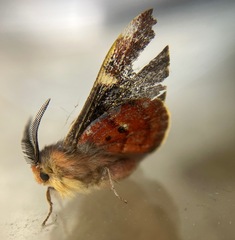 Nataxa flavescens