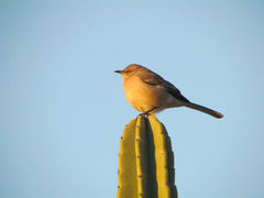 Mimus polyglottos