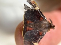 Nataxa flavescens