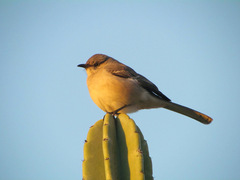 Mimus polyglottos