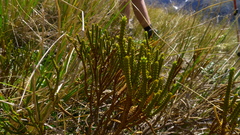 Veronica lycopodioides