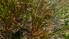 Veronica lycopodioides