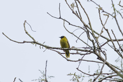 Brachypodius melanocephalos