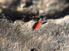 Phlaeothripidae