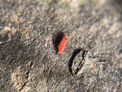 Phlaeothripidae