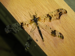 Periclystus circuiter