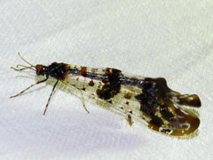 Periclystus circuiter