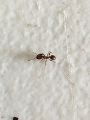 Pheidole dentata