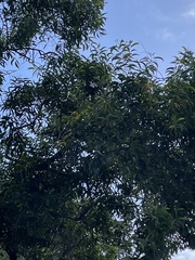 Acacia auriculiformis
