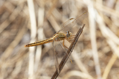 Crocothemis nigrifrons
