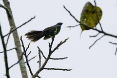 Rhipidura albicollis