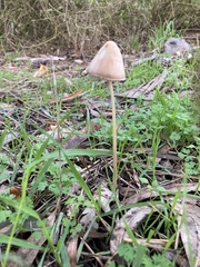 Psathyrella longipes
