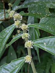 Elatostema lineolatum