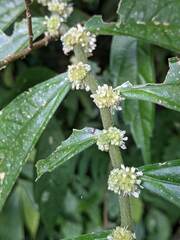 Elatostema lineolatum