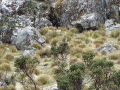 Asthenes dorbignyi arequipae