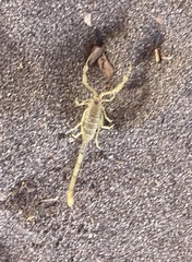 Centruroides exilicauda