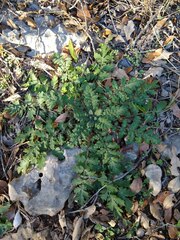 Phacelia congesta