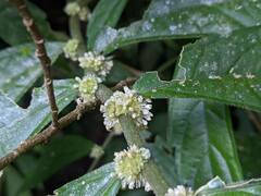 Elatostema lineolatum