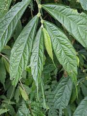 Elatostema lineolatum