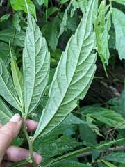 Elatostema lineolatum