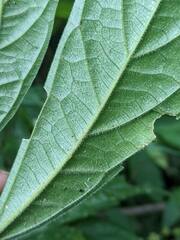 Elatostema lineolatum