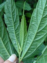 Elatostema lineolatum