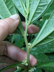 Elatostema lineolatum