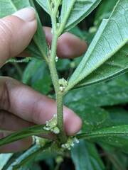 Elatostema lineolatum