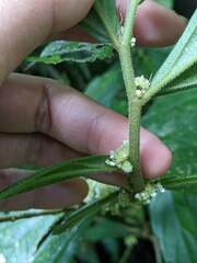 Elatostema lineolatum