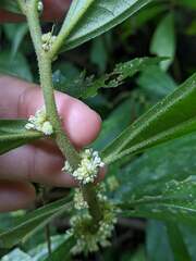 Elatostema lineolatum