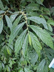 Elatostema lineolatum