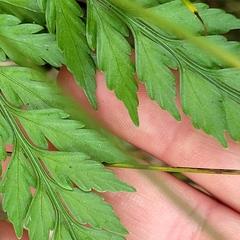 Asplenium appendiculatum appendiculatum