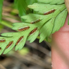 Asplenium appendiculatum appendiculatum