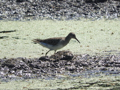 Calidris melanotos