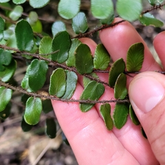 Pellaea rotundifolia