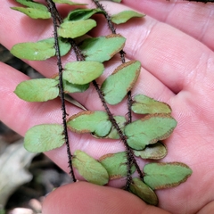 Pellaea rotundifolia