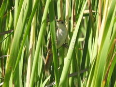 Spartonoica maluroides