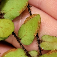 Pellaea rotundifolia