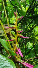 Heliconia aemygdiana