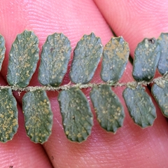 Pellaea rotundifolia