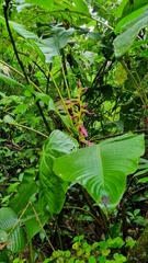 Heliconia aemygdiana