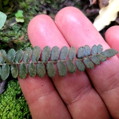 Pellaea rotundifolia